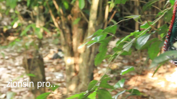 A mázlis tanyasi pasas  összetalizott egy mennyei muffos szukás csajjal a tanyán Thumb